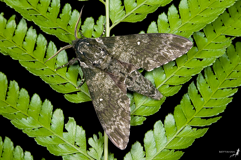 Male Dolbina formosana, Galahe, Taoyuan Hsien, Taiwan. Photo: © Shipher Wu.