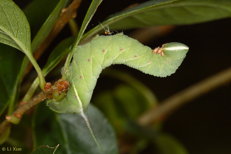 Final instar larva of Dolbina formosana, Taiwan. Photo: © Li Xue.