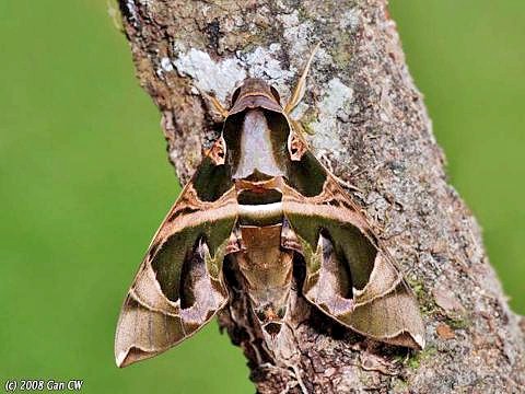 Male Daphnis hypothous crameri, Bukit Fraser, Malaysia. Photo: © CheongWeei Gan.