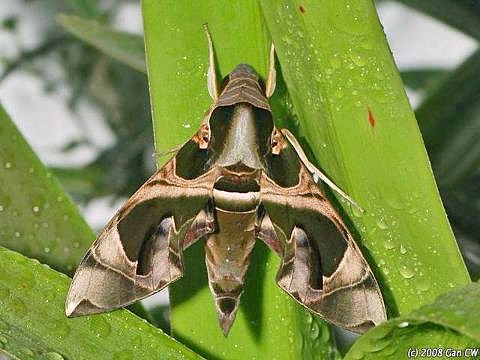 Male Daphnis hypothous crameri, Bukit Fraser, Malaysia. Photo: © CheongWeei Gan.