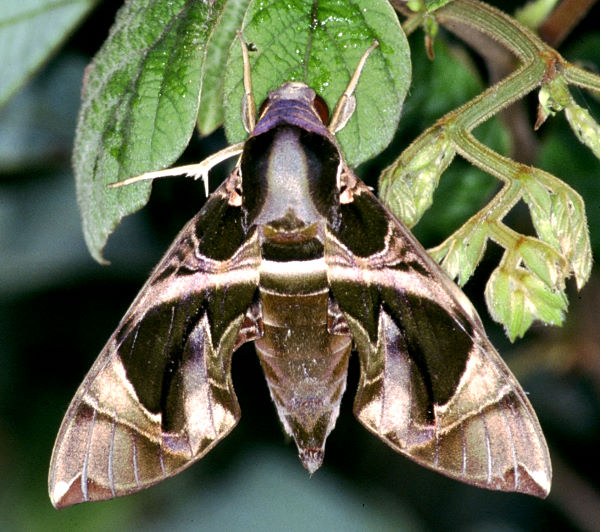 Female Daphnis hypothous crameri, Taiwan. Photo: © Felix Lin.