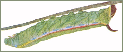 Full-grown green form larva of Daphnis hypothous crameri. Image: Mell, 1922b
