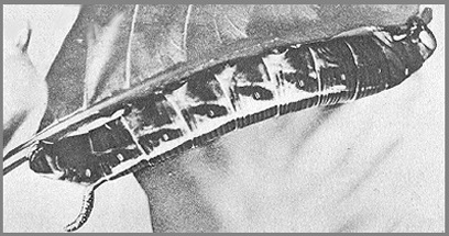 Full-grown brown form larva of Daphnis hypothous crameri. Photo: Mell, 1922b