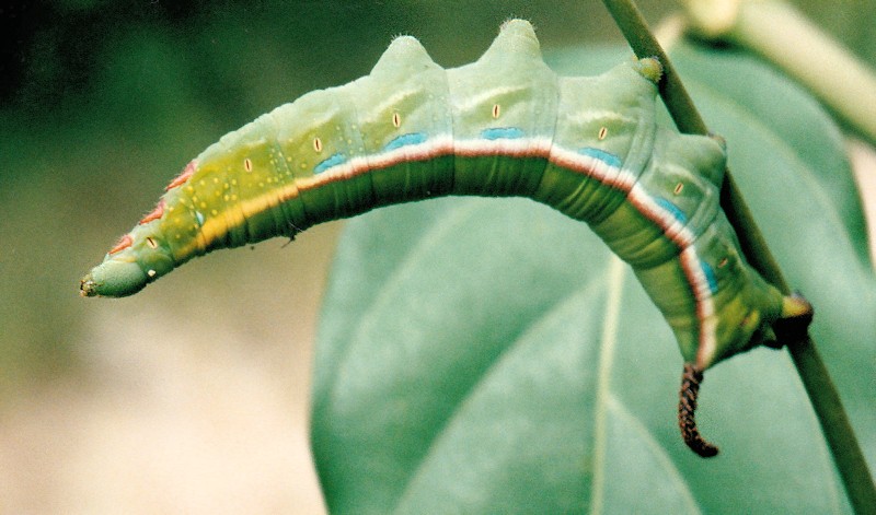 Full-grown green form larva of Daphnis hypothous crameri, Port Barton, Palawan, Philippines. Photo: © Alan Marson.