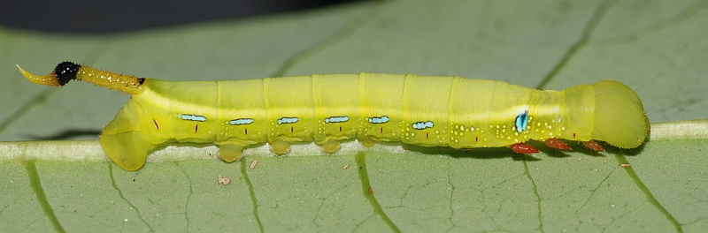 Immature fourth instar green form larva of Daphnis hypothous crameri on Dyera costulata, Singapore. Photo: © Roger Kendrick.