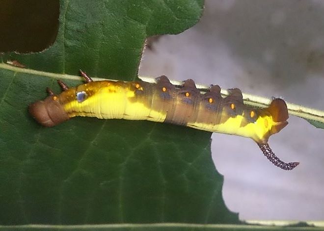 Immature final instar yellow-brown form larva of Daphnis hypothous crameri on Neolamarckia cadamba, Battang, Sulawesi, Indonesia. Photo: © Aras Sandi.