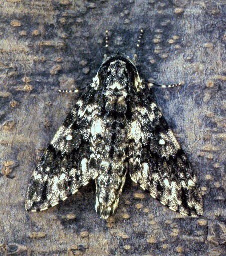 Male Dolbina inexacta, Louguantai Forest Park (near Xi'an), Shaanxi, China, 20.vii.1995. Photo: © Tony Pittaway.