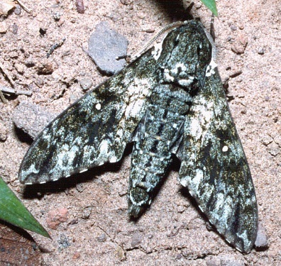 Male Dolbina inexacta, Thailand. Photo: © Ian Kitching