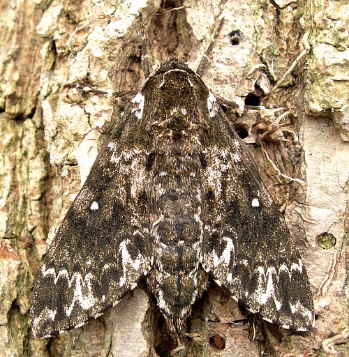 Female Dolbina inexacta, Siming Shan, near Ningpo, Zhejiang, China. Photo: © Tony Pittaway.