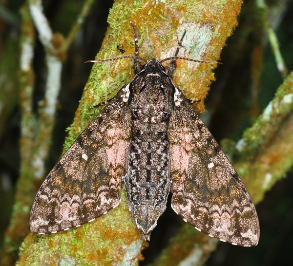 Female Dolbina inexacta, Fraser's Hill, Peninsular Malaysia, 02.v.2013. Photo: © Leong Tzi Ming.