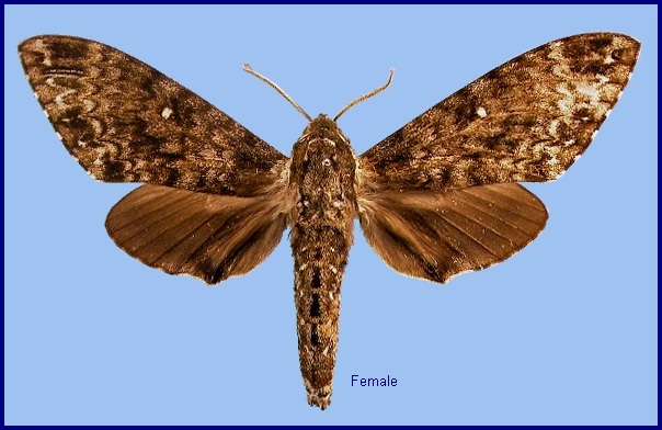 Female Dolbina inexacta. Photo: © NHMUK