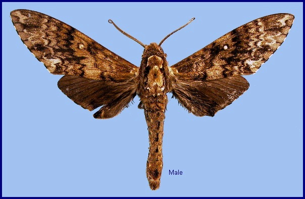 Male Dolbina inexacta. Photo: © NHMUK