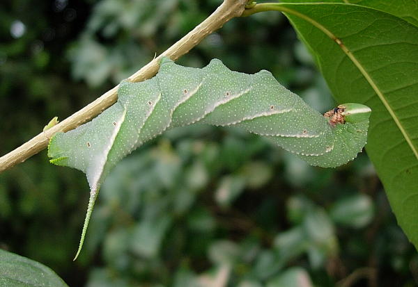 Near full-grown grey-green larva of Dolbina inexacta on Osmanthus fragrans, Siming Shan (near Ningbo), Zhejiang, China, 29.viii.2004. Photo: © Tony Pittaway