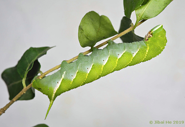 Full-grown green larva of Dolbina inexacta, Chengdu, Sichuan, China, 12.xi.2018, 500m, Photo: © He JiBai.