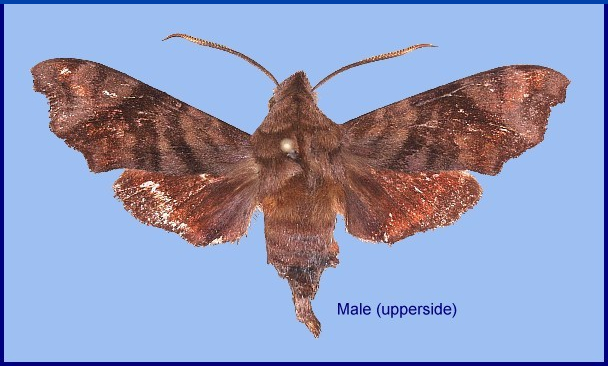 Male Dahira jitkae (upperside), Sichuan, China. Photo: © Jean Haxaire