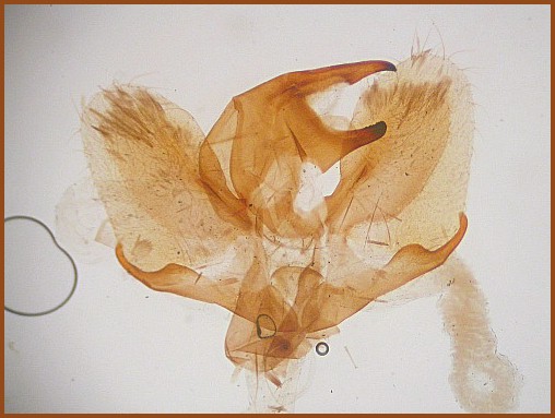 Male genitalia of Dahira jitkae, Sichuan, China. Photo: © Jean Haxaire