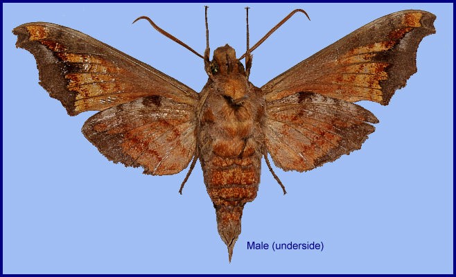 Male Dahira klaudiae (underside), Daba Shan, Hubei, China. Photo: © Ronald Brechlin