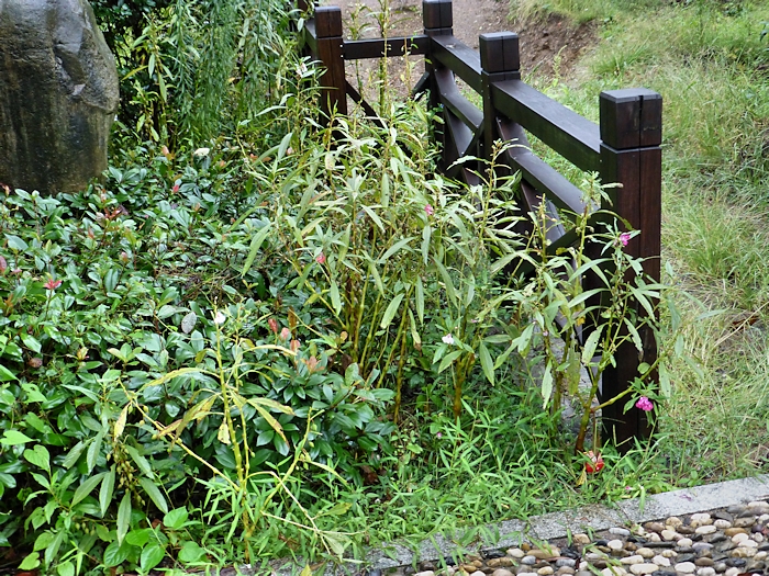 Garden habitat of Deilephila elpenor elpenor, Founding Zen Monastery, Houshanmen, West Tianmu Shan/Xitianmu Shan (near Lin'an), Zhejiang, China, September 2016. Photo: © Tony Pittaway.