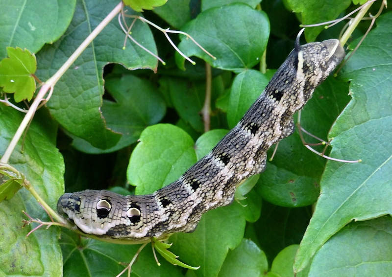 Full-grown brown form larva of Deilephila elpenor elpenor, Founding Zen Monastery, Houshanmen, West Tianmu Shan/Xitianmu Shan (near Lin'an), Zhejiang, China, September 2016. Photo: © Tony Pittaway.