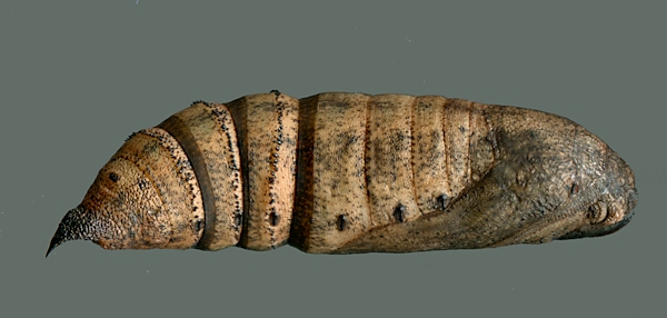 Pupa of Deilephila elpenor elpenor, Founding Zen Monastery, Houshanmen, West Tianmu Shan/Xitianmu Shan (near Lin'an), Zhejiang, China, September 2016. Photo: © Tony Pittaway.