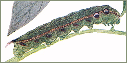 Full grown green form larva of Deilephila elpenor macromera. Image: Mell, 1922b