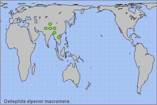 Global distribution of Deilephila elpenor macromera. Map: © NHMUK.