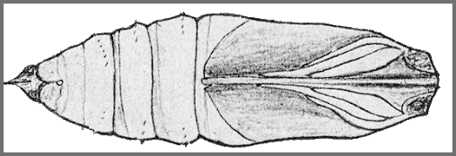 Pupa of Deilephila elpenor macromera. Image: Mell, 1922b
