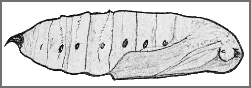 Pupa of Deilephila elpenor macromera. Image: Mell, 1922b