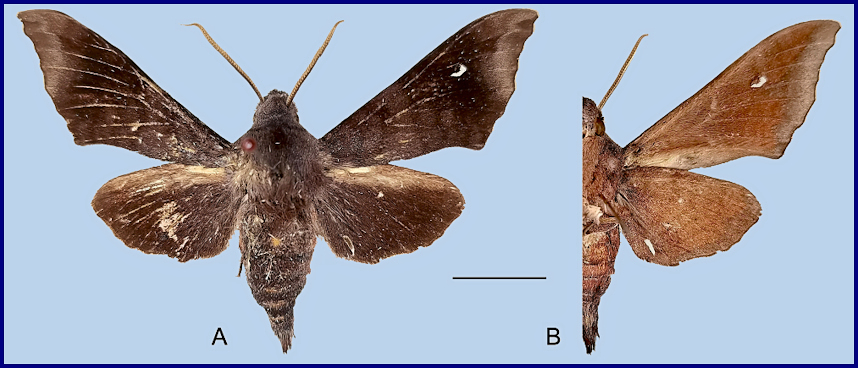 Male Dahira melichari, Changning County, Baoshan, Yunnan, China, 25.vi.2013, 2359m, leg. Chuan-Hui Yi. Photo: &copy; Jiang, Xu, Lin, Liu, Wang & Hu, 2025