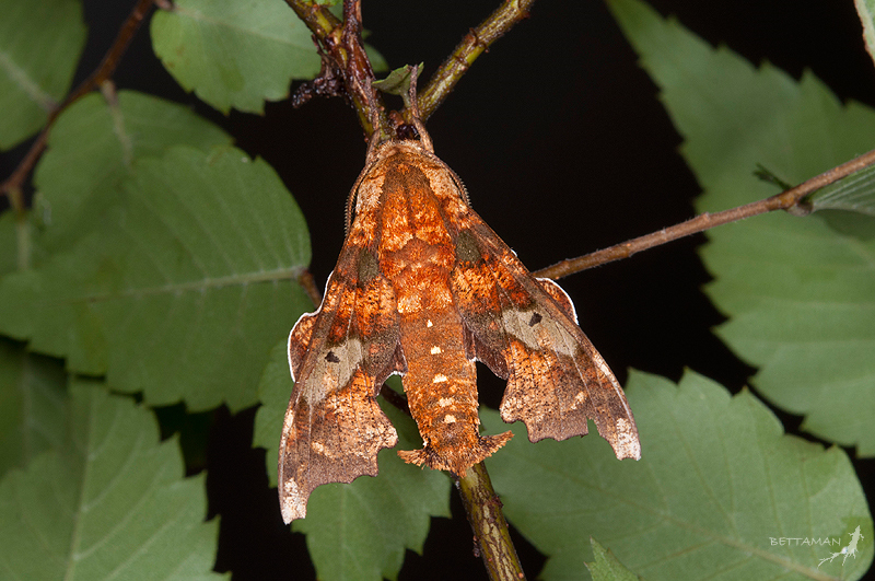 Male Smerinthulus mirabilis schnitzleri, Tianwan (1050m), Yilan Hsien, Taiwan. Photo: © Shipher Wu.