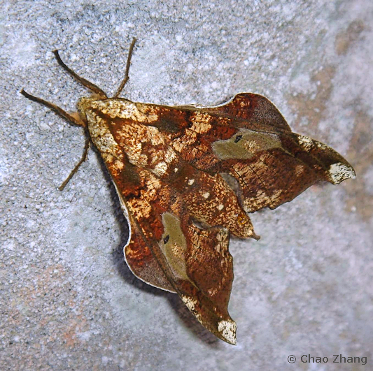 Female Smerinthulus mirabilis mirabilis, Simianshan, Chongqing, China, 27.iv.2020. Photo: © Chao Zhang.