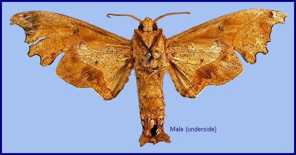 Male Smerinthulus mirabilis mirabilis (underside). Photo: © NHMUK