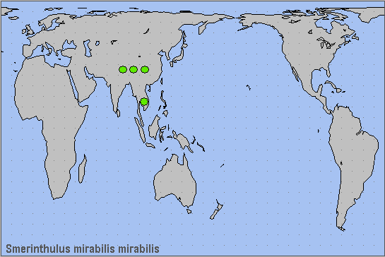 Global distribution of Smerinthulus mirabilis mirabilis. Map: © NHMUK.