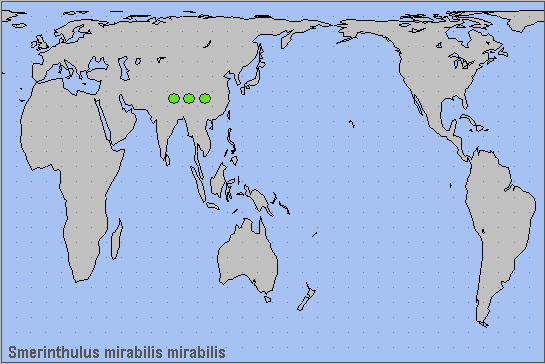 Global distribution of Smerinthulus mirabilis mirabilis. Map: © NHMUK.