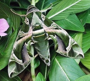 Male Daphnis nerii, Hong Kong, China. Photo: © David Mohn.