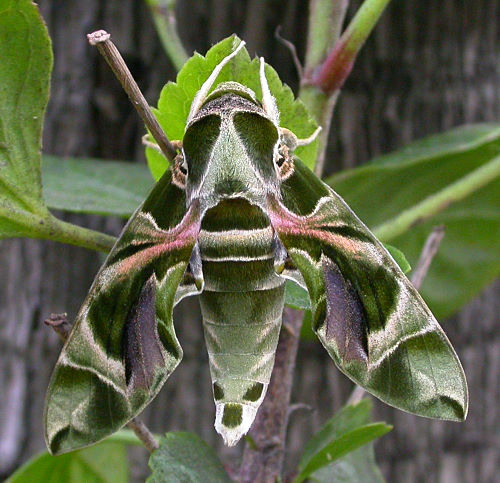 Male Daphnis nerii, Taiwan. Photo: © Felix Lin.