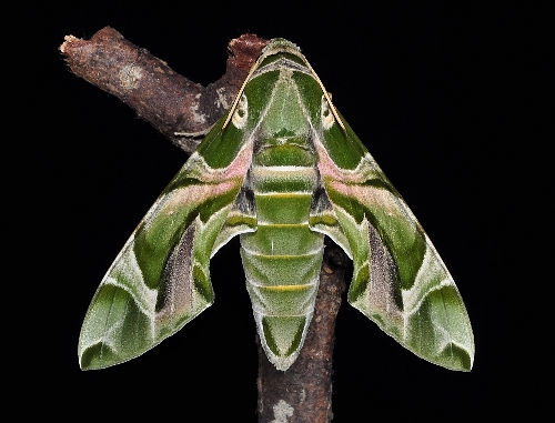 Female Daphnis nerii, Singapore. Photo: © Leong Tzi Ming.