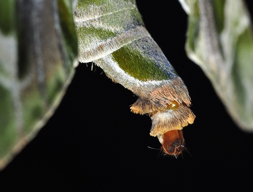 Female Daphnis nerii scenting, Singapore. Photo: © Leong Tzi Ming.