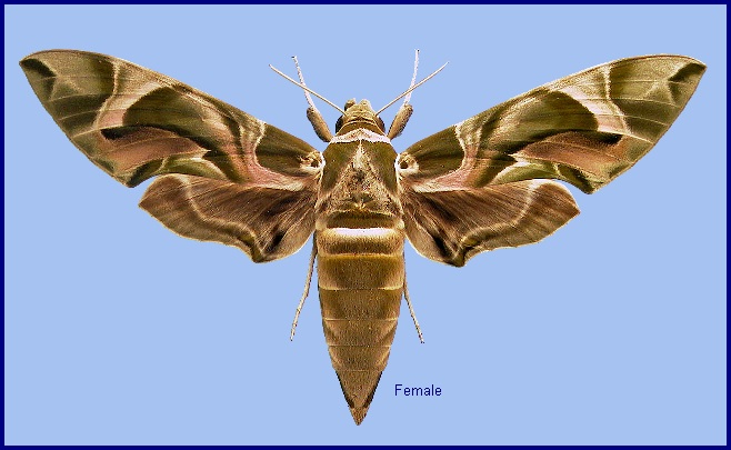 1 x Daphnis nerii, Oleander Hawk-Moth