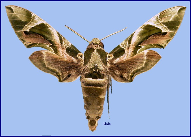 1 x Daphnis nerii, Oleander Hawk-Moth