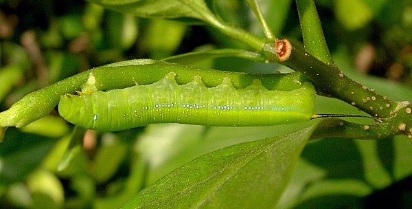 Third-instar green larval form of Daphnis nerii, Bangkok, Thailand, 7.xii.2009. Photo: © Tony Pittaway.