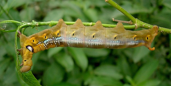 Full-grown brown larval form of Daphnis nerii, Bangkok, Thailand, 9.xii.2009. Photo: © Tony Pittaway.