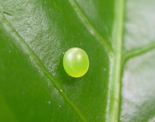 Egg of Daphnis nerii, Bangkok, Thailand, 8.xii.2009. Photo: © Tony Pittaway