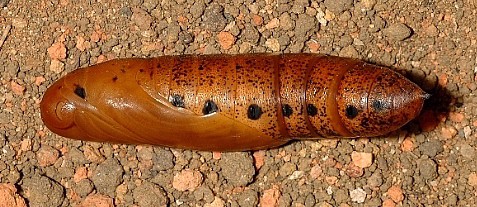 Pupa of Daphnis nerii (lateral view), Singapore. Photo: © Leong Tzi Ming.