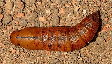 Pupa of Daphnis nerii (dorsal view), Singapore. Photo: © Leong Tzi Ming.