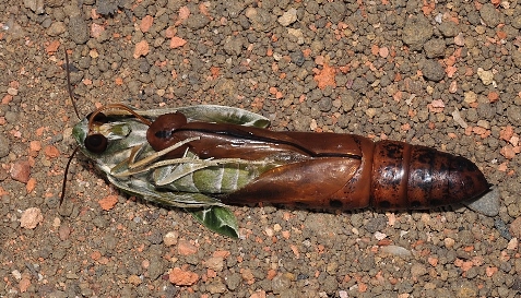 Pupa of Daphnis nerii (hatching), Singapore. Photo: © Leong Tzi Ming.