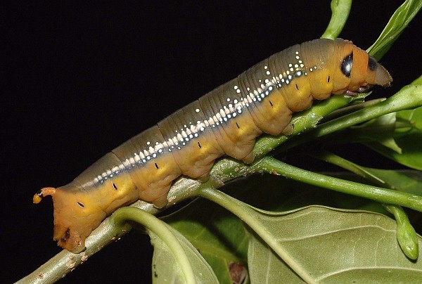 Pre-pupation larva of Daphnis nerii, Singapore. Photo: © Leong Tzi Ming.