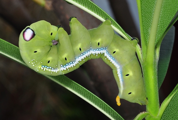 Near full-grown green larval form of Daphnis nerii in alarm posture, Singapore. Photo: © Leong Tzi Ming.