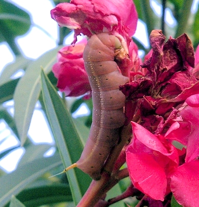 Fourth-instar pink larval form of Daphnis nerii, Bang Bua Thong, Nonthaburi, Thailand. Photo: © Danny Kruger.