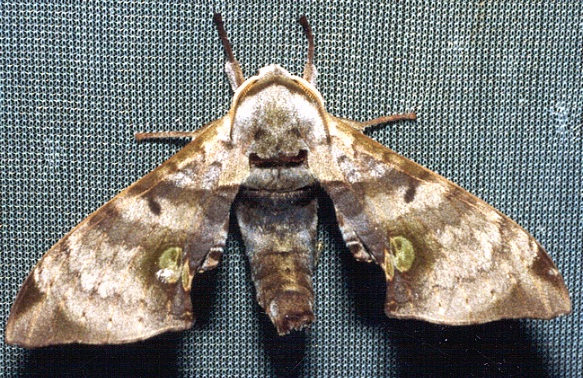 Male Daphnusa ocellaris, Thailand. Photo: © Ian Kitching